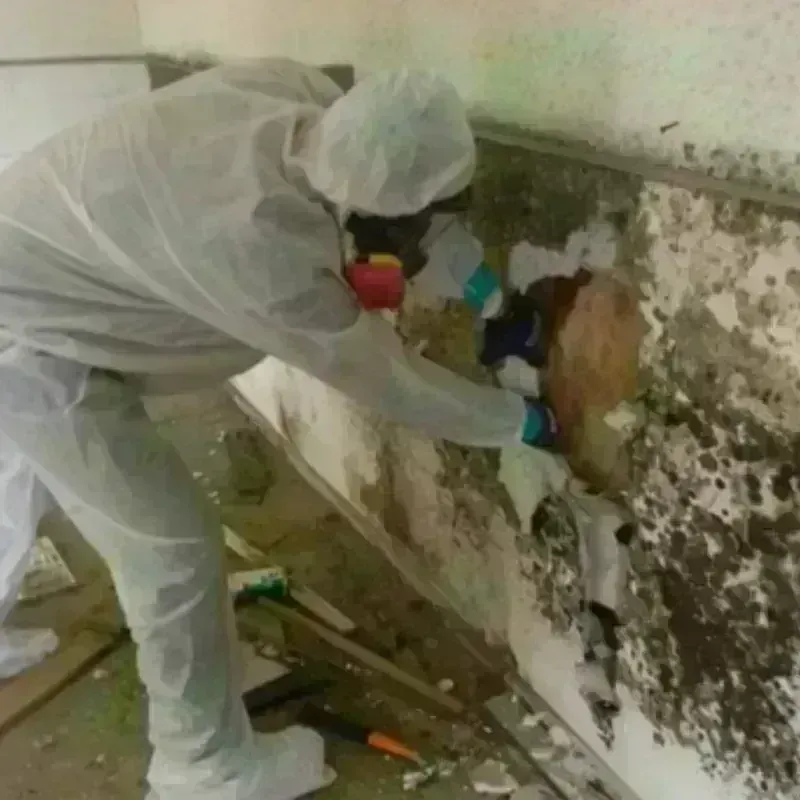 Mold Remediation and Removal in Throop, PA